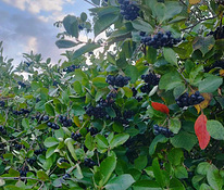 Aronia 5kg