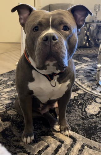 American bully narttu