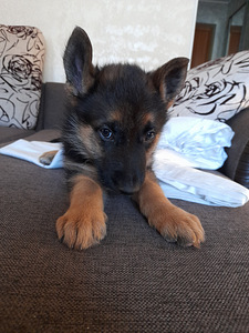 Müüa saksa lambakoera kutsikas (2 foto / 4)