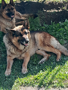 Müüa saksa lambakoera kutsikas (4 foto / 4)