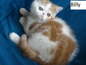 Экзотик котята (2 фото из 7)