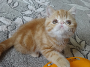 Экзотик котята (4 фото из 7)