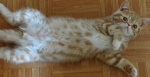 Экзотик котята (7 фото из 7)