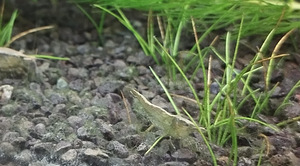 Austraalia Amano krevetid (Caridina Typus) (5 foto / 7)