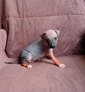 Dog 2024 (4 foto / 9)