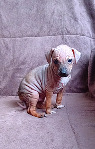 Dog 2024 (8 foto / 9)