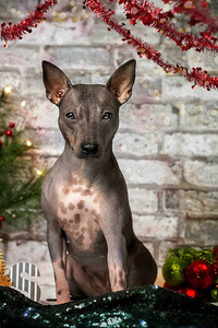 Dog 2024 (9 foto / 9)