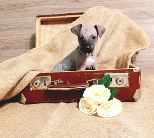 Amerikan hairless terjer (4 foto / 5)