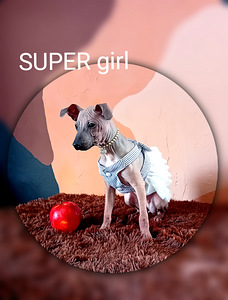 American naked terriers (4 foto / 4)