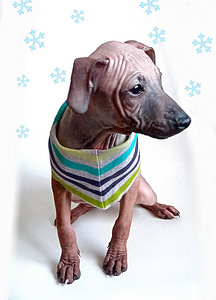 Naked dog (2 foto / 2)