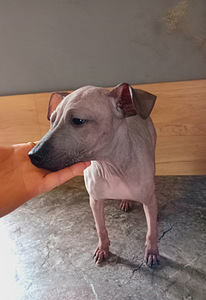 Naked dog (2 foto / 8)
