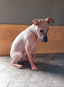 Naked dog (5 foto / 8)