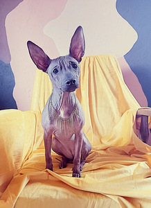 American hairless terjer (4 foto / 5)