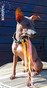 American hairless terjer (2 foto / 5)