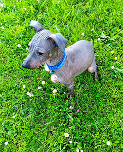 American hairless terjer (5 foto / 10)