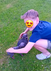 American hairless terjer (8 foto / 10)