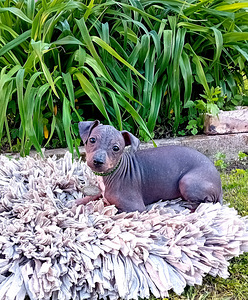 American hairless terjer (2 фото из 5)