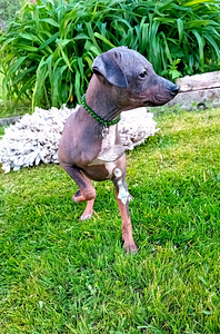 American hairless terjer (3 фото из 5)