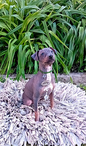 American hairless terrier puppies