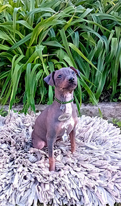 American hairless terjer (1 фото из 5)