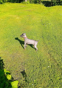 American hairless terjer (4 foto / 5)
