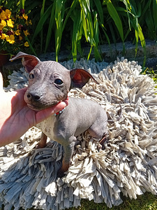 American hairless terjer (4 foto / 6)