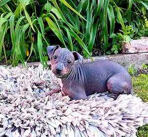 American hairless terjer (2 foto / 6)