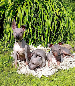 American hairless terjer (7 foto / 10)