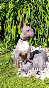 American hairless terjer (5 foto / 10)