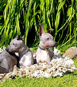 American hairless terjer (9 foto / 10)