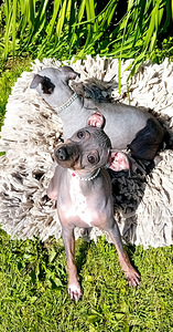 American hairless terjer (4 foto / 10)