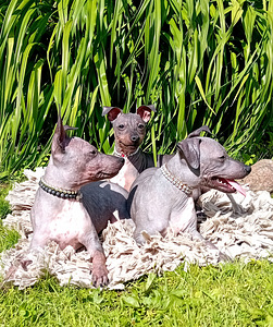 American hairless terjer (5 foto / 10)