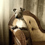 American hairless terrier mini (foto #1)