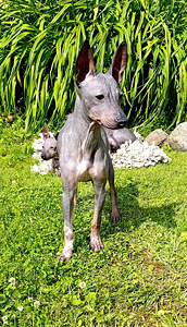 American hairless terjer (5 foto / 5)