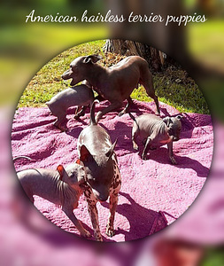 Exotic puppies (1 foto / 3)