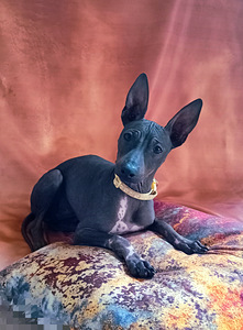 Exotic puppies (2 foto / 3)