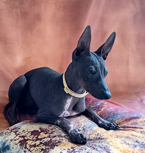 Exotic puppies (3 foto / 3)