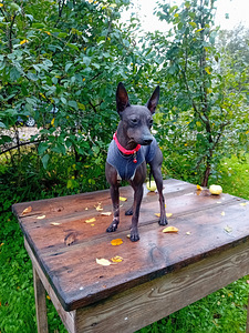 Exotic puppies (2 foto / 6)