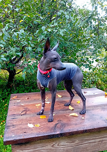 Exotic puppies (1 foto / 6)