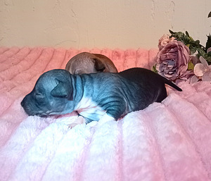 American hairless terjer mini (4 foto / 7)