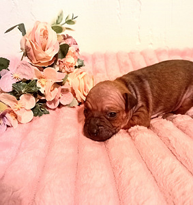 American hairless terjer mini (5 foto / 7)