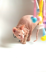 Sphynx of Donskoy
