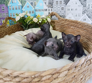 Sphunx of Donskoy (4 foto / 5)