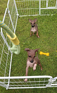 American naked terriers boys (1 foto / 6)