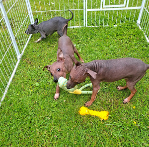 American naked terriers boys (2 foto / 6)