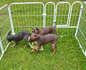 American naked terriers boys (3 foto / 6)
