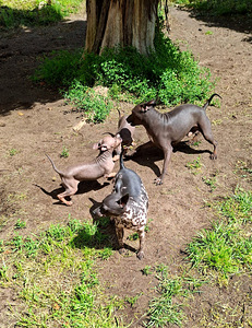 Exotic puppies boys (9 foto / 9)