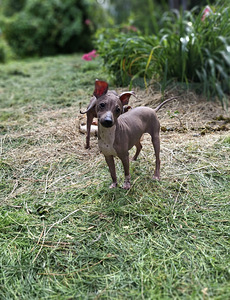 American naked terriers boys (5 foto / 10)