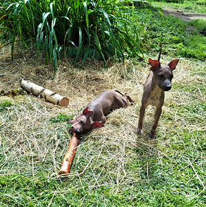 American naked terriers boys (2 foto / 10)
