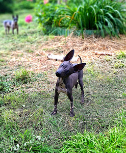 American naked terriers boys (8 foto / 10)